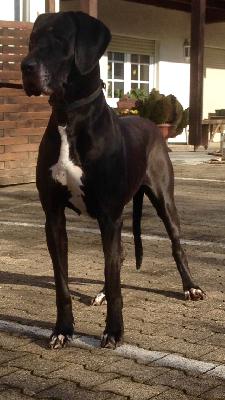 Tosca of Austria Great Stars