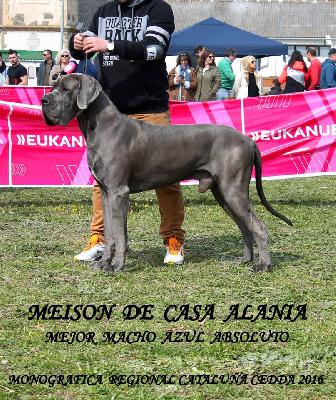 Ch Meison DE CASA ALANIA