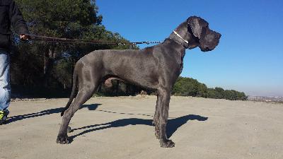 Ch Meison DE CASA ALANIA