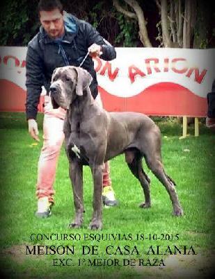 Ch Meison DE CASA ALANIA