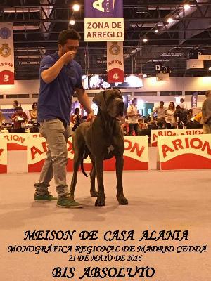 Ch Meison DE CASA ALANIA