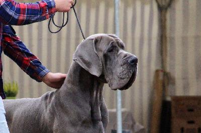 Ch Meison DE CASA ALANIA