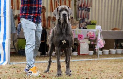 Ch Meison DE CASA ALANIA