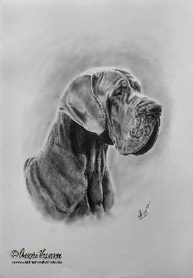 Ch Meison DE CASA ALANIA