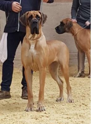 Domina Vom Herstallturm