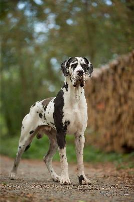 Ch Alberto de la Isla Bonita