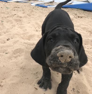 Emil vom Altm�hlerhof