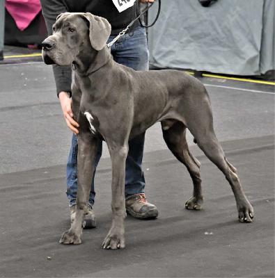 Ernesto vom Altm�hlerhof