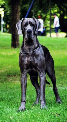 Ch Why Not Margarejro