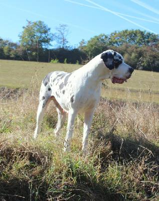 Ch Daphne von den Borkener T�rmen