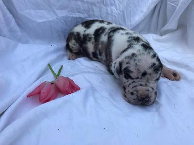 Jehona Von Schlesien