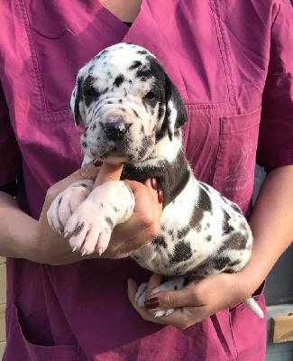 Jehona Von Schlesien