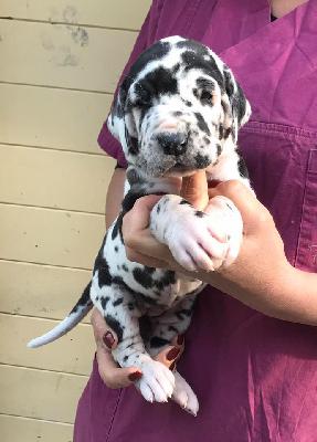 J-von Sage Von Schlesien