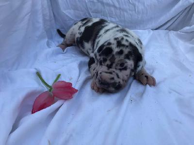 Johanna-Greta Von Schlesien