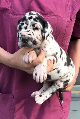 Johanna-Greta Von Schlesien