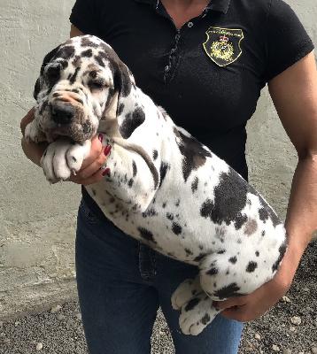 Johanna-Greta Von Schlesien