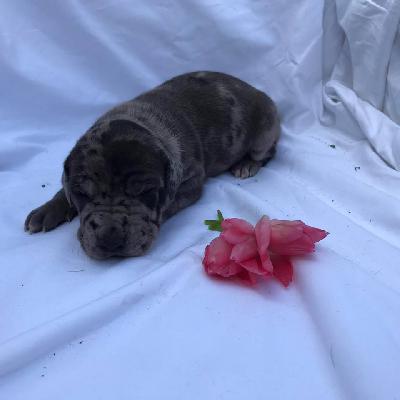 Jasmine Von Schlesien