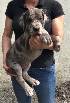 Jasmine Von Schlesien