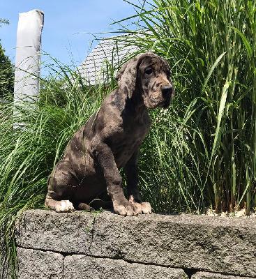 Jasmine Von Schlesien