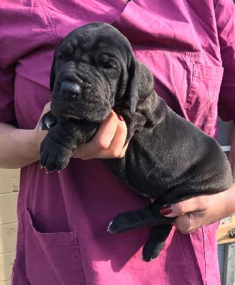 Jatarina Von Schlesien