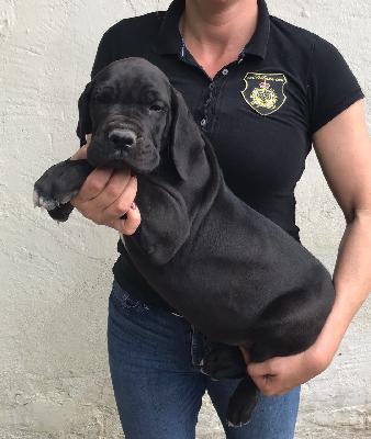 Jatarina Von Schlesien