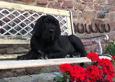 Jatarina Von Schlesien