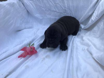 Jisabell Von Schlesien