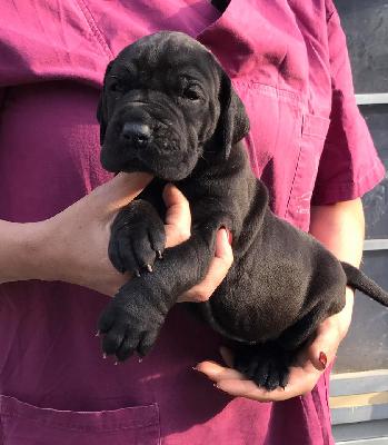 Jisabell Von Schlesien