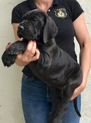 Jisabell Von Schlesien