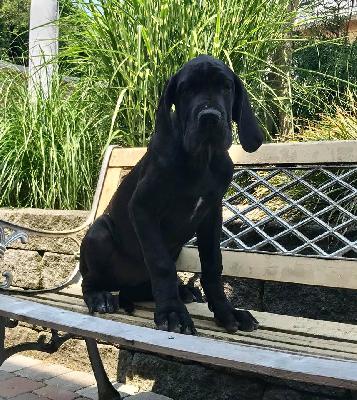 Jisabell Von Schlesien