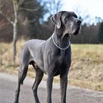 Ch Famous vom Frankenland