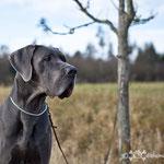 Ch Famous vom Frankenland