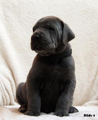 Pablo PoeHill von Tara