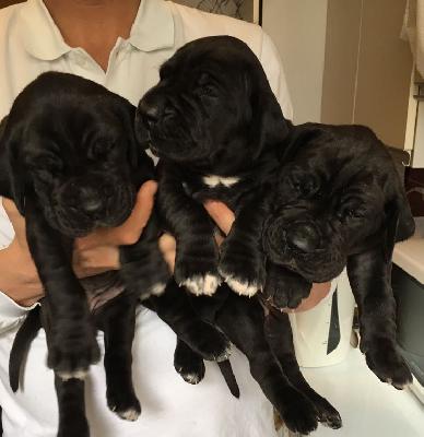 Creation Vom Hause Wagner