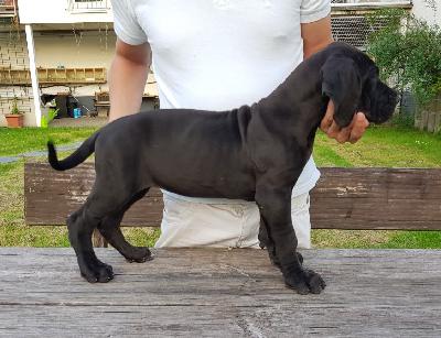 Creation Vom Hause Wagner