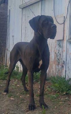 Creation Vom Hause Wagner