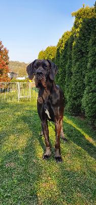 Creation Vom Hause Wagner