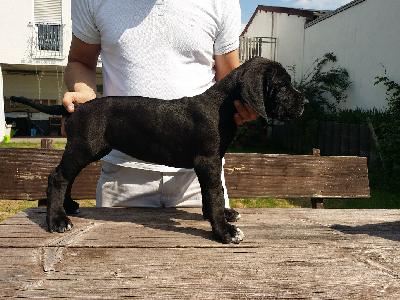 Cosima Vom Hause Wagner