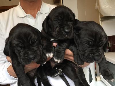 Curia Vom Hause Wagner