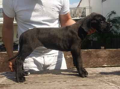 Curia Vom Hause Wagner