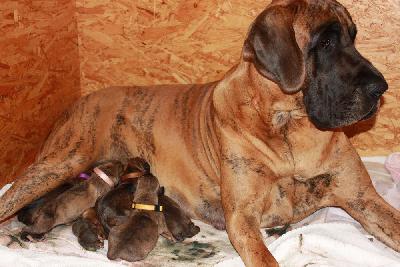 Franz vom Hause Rawert