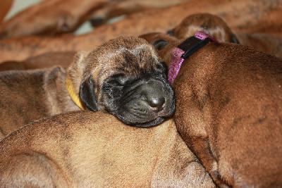 Frauke vom Hause Rawert