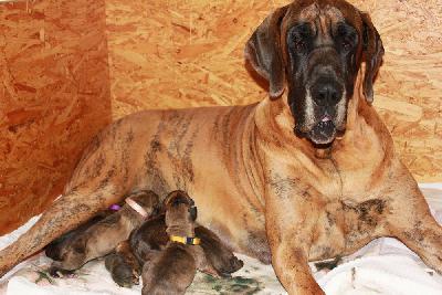 Freya vom Hause Rawert