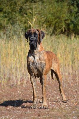 Fritzi vom Hause Rawert