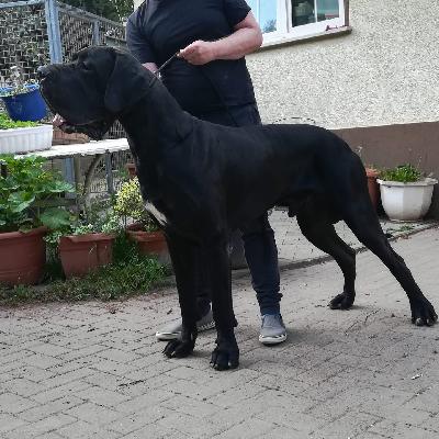 Quintinius Vom Knigsland