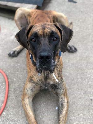 Linus vom Hause Rsch