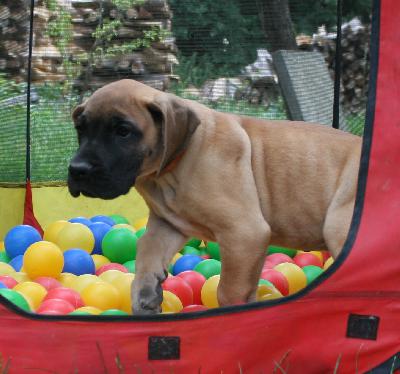 Lenox vom Hause Rsch