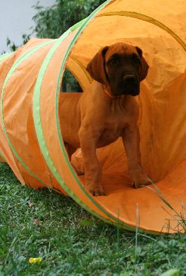 Leonardo vom Hause R�sch