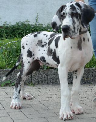 Norbert vom Ysenburger Bergland
