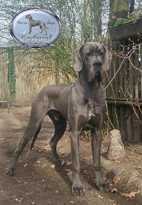 Ch FAkarshaan Endurial